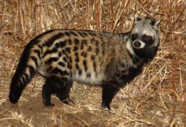 African Civet